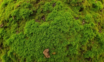 Lush green moss on a textured surface