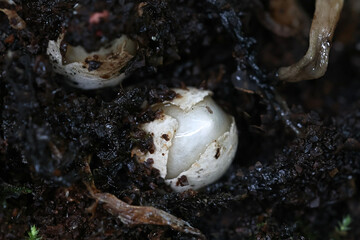 Egg of red stinkhorn, Mutinus ravenelii, fungus from Finland
