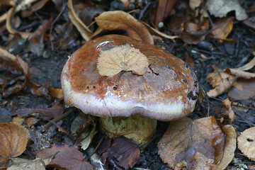 Cortinarius balteatocumatilis, webcap mushroom from Finland, no common English name