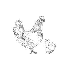 Hen with chick vector illustration hand drawn with ink and isolated on white background. Graphic sketch of chicken. For farm products and eggs packaging design