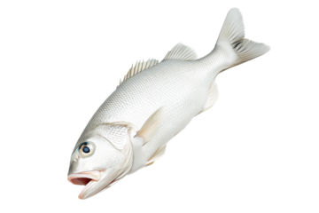 Haddock fish isolated on white transparent background, concept of marine life.