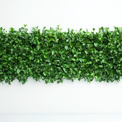 Obraz premium Green Lush Foliage Wall Nature Banner 