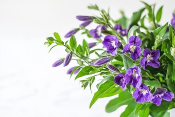 Beautiful baikal skullcap floral display with striking purple petals and rich green leaves on a bright white background for wellness, herbal remedies, and nature enthusiasts