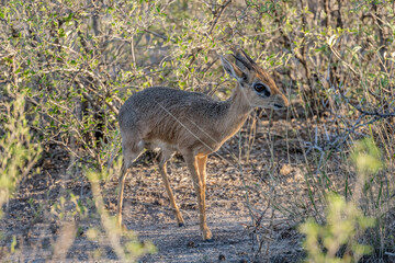 Damara dik-dik male amidst bushes of sandveld, near Namutoni,  Namibia © hal_pand_108
