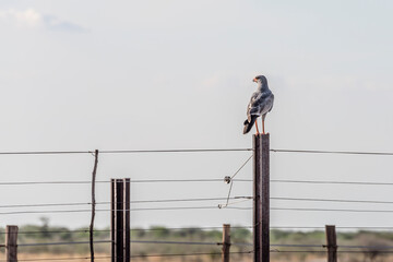 red footed Falcon on fence pole, near Namutoni,  Namibia
