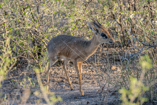 Damara dik-dik male amidst bushes of sandveld, near Namutoni,  Namibia