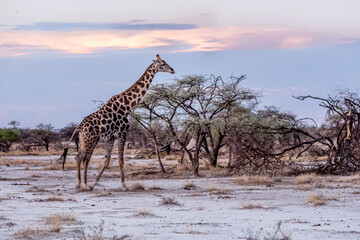 Giraffe and bushes of sandveld countryside, near Namutoni,  Namibia