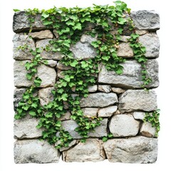 Small Stone wall covered green vines on white background