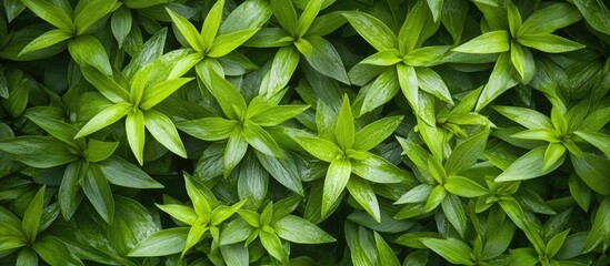 Fototapeta premium Lush green Japanese lawn grass top view texture creating a vibrant natural background for landscaping or gardening themes.