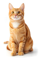 Cute cat with a yellow face sitting on a white background, displaying a friendly and adorable expression.