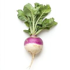Turnip on white background 
