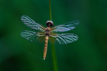 ハッチョウトンボ　世界一小さいトンボ