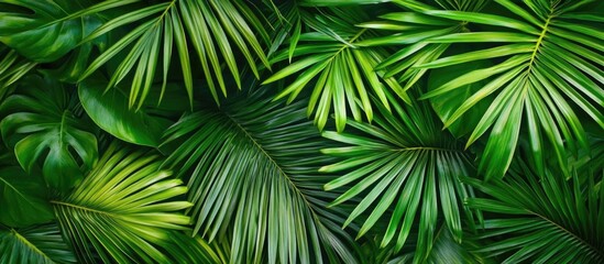 Lush Green Palm Leaf Texture Background for Tropical or Nature Inspired Designs