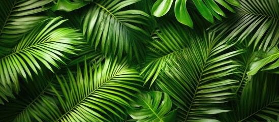 Lush tropical palm leaves texture creating a vibrant backdrop for nature-themed designs and presentations.
