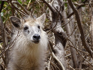 Obraz premium ニホンカモシカ