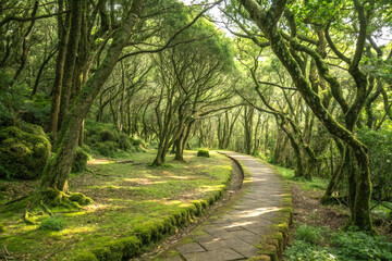 A pathway through a dense forest of medicinal trees.