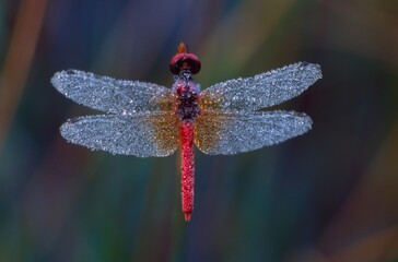 ハッチョウトンボ　世界一小さいトンボ