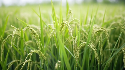 Fototapeta premium Lush Paddy Field with Ripening Rice Grains in a Serene Agricultural Landscape and Nature