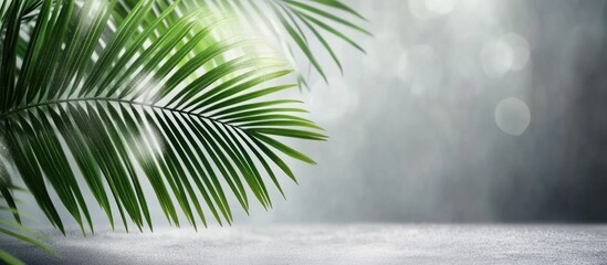 Fototapeta premium Vibrant palm leaves against a soft gray background creating a serene and calming atmosphere with selective focus effects.