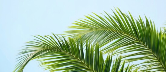 Lush green palm leaves against a clear sky in Rarotonga showcasing tropical beauty of the Cook Islands.