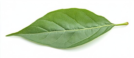Fototapeta premium Green leaf on a white background showcasing natural texture and vibrant color ideal for organic and environmental themes