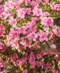 Pink azalea (rhododendron) in the greenhouse.