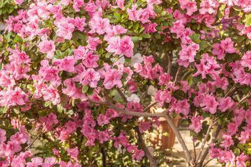 Pink azalea (rhododendron) in the greenhouse.