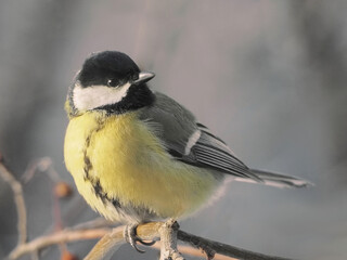 Obraz premium A titmouse perching on a tree branch at a winter day, close-up