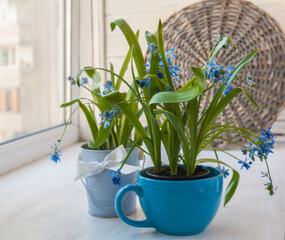 Scilla in bowl and decorative bucket