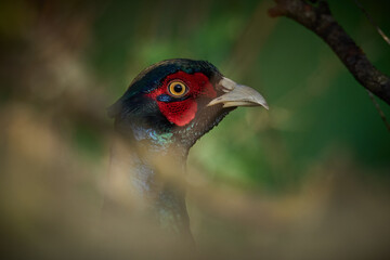 Common pheasant (Phasianus colchicus)