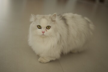 white persian cat