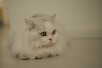 portrait of a cat