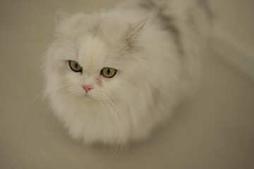 white persian cat
