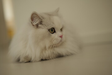 white persian cat