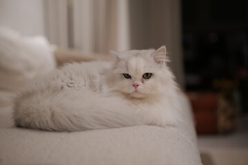 cat on the couch