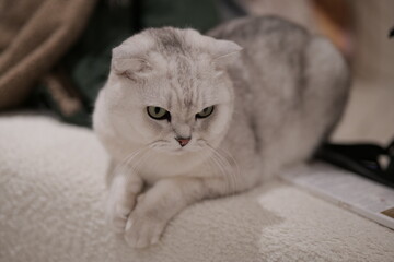 cat on a chair