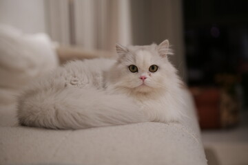 cat on the couch