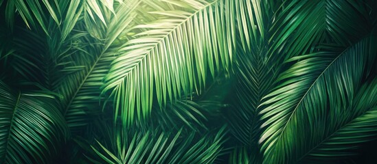 Obraz premium Vibrant palm leaf texture showcasing lush green foliage and intricate patterns for natural and tropical design elements.