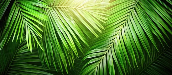 Lush green palm leaves close up highlighting intricate textures and vibrant shades of nature in a tropical setting