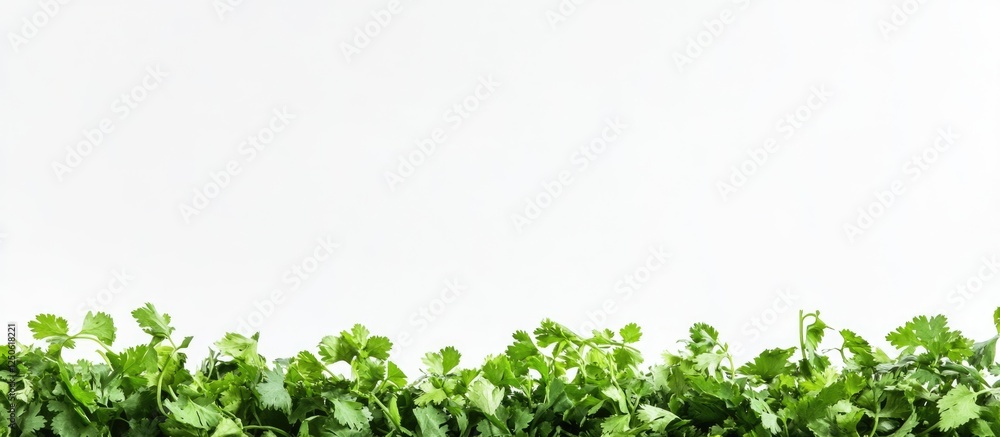 Poster fresh cilantro leaves arranged on a white background with ample empty space for design or text place