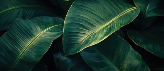 Obraz premium Leaves illuminated from behind creating a dramatic play of light and shadow on lush green foliage in a natural setting.