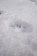 paw print in the snow