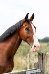 Obraz premium horse equine natural habitat behaviour pony animal farm paddock paradise 