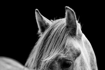 horse equine natural habitat behaviour pony animal farm paddock paradise 
