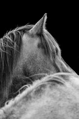 horse equine natural habitat behaviour pony animal farm paddock paradise 