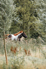 horse equine natural habitat behaviour pony animal farm paddock paradise 