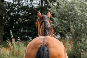 horse equine natural habitat behaviour pony animal farm paddock paradise 