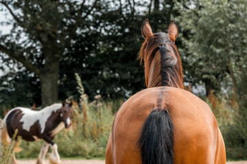 horse equine natural habitat behaviour pony animal farm paddock paradise 