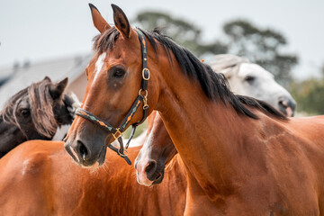horse equine natural habitat behaviour pony animal farm paddock paradise 