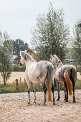 Obraz premium horse equine in natural habitat environment pony 